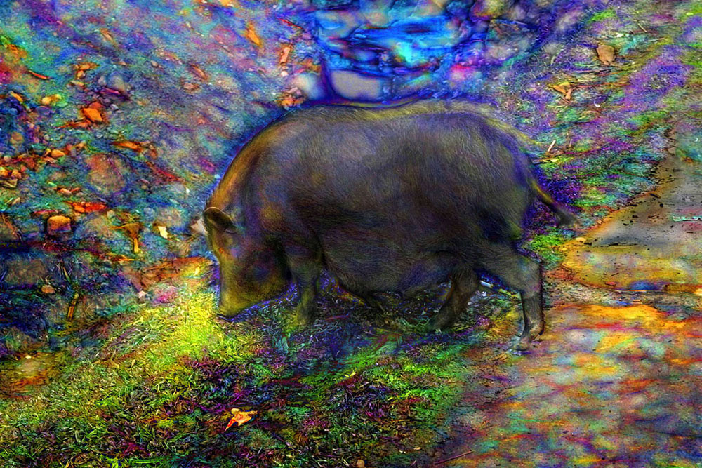 psychedelic pig